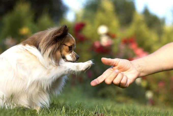 Como se manifiestan las emociones y los sentimientos en las mascotas