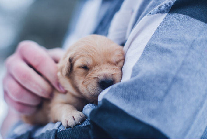 Como se manifiestan las emociones y los sentimientos en las mascotas